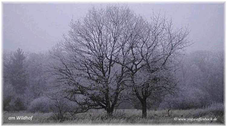Bild des Monats von Yoga-Offenbach in Offenbach