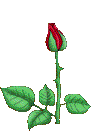 Bild einer sich oeffnenden Rose Refugium Offenbach